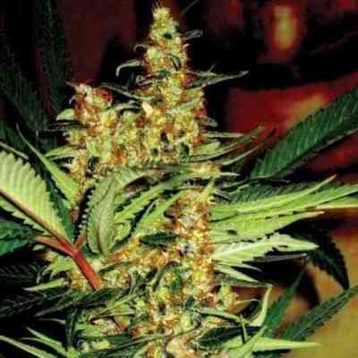 Amajikoym Seed > Super Strains | Feminized Marijuana   |  Sativa